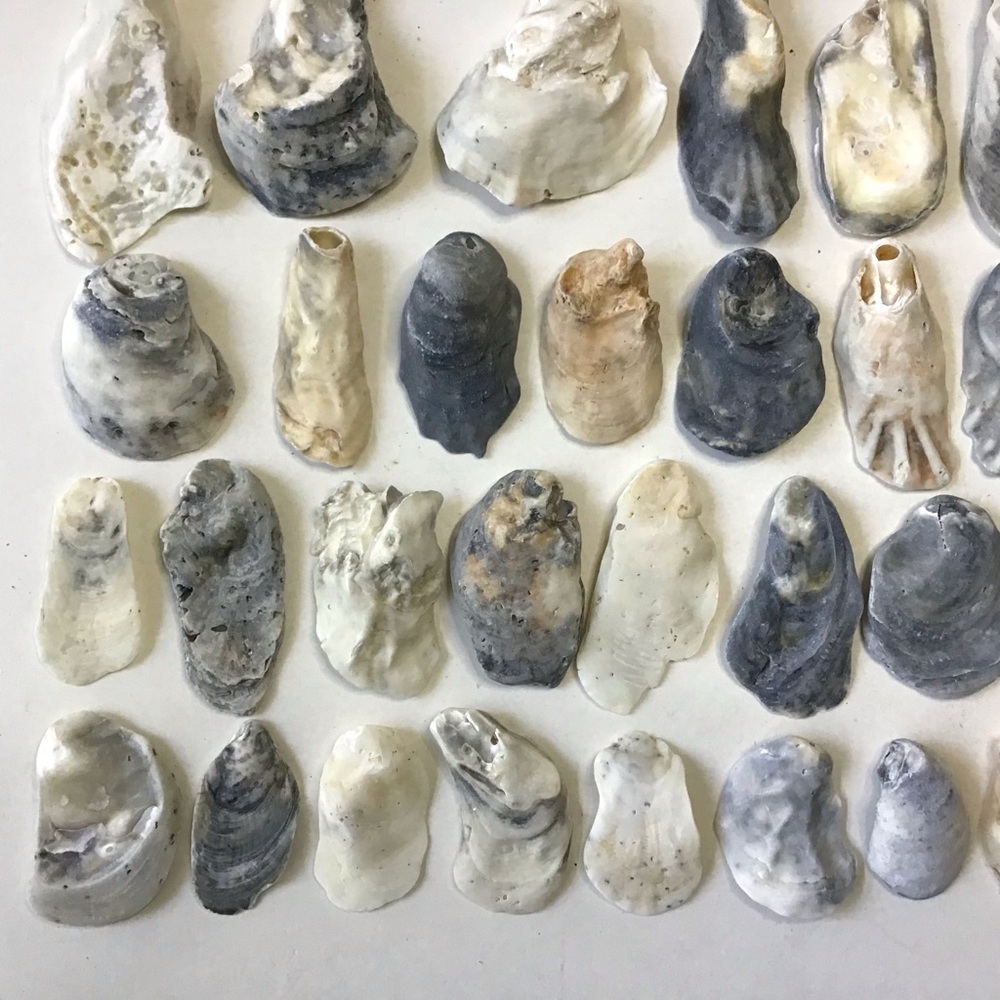 Seashells 50 Oyster Shells 1-1/2” to 4-1/2” For Arts, Crafts, Beach Decor - Picture 4 of 6